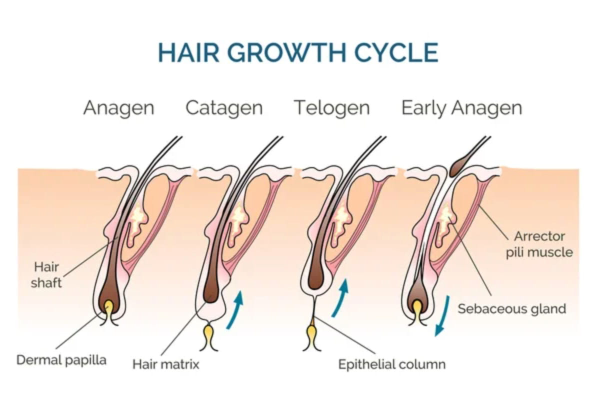 The Hair Growth Cycle